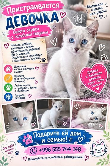 Отдам даром кошку: Отдаются в добрые руки котята, возраст — 3 месяца. Девочка — 1