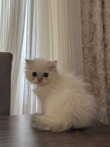 шотландский вислоухий котенок: Британская, Самец