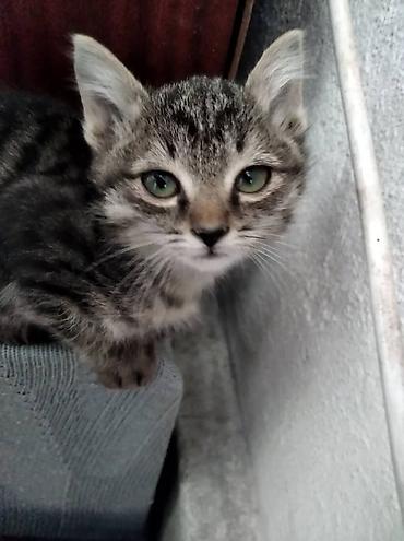 котята джалал абад: Отдадим котят в добрые любящие руки. Котята домашние, небольшого — 2