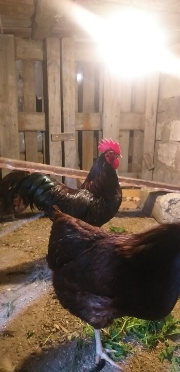 red kalinka pdf: İslanb Red Bir xoruz, üç fərə