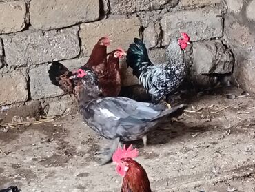 Ördəklər: Satılır: ördək və toyuq/quzuqoyun qarışıq həyət quşları - Növlər — 11