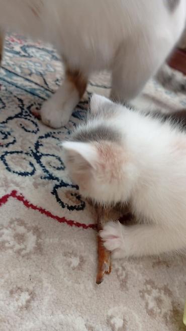 ph down: Котята, домашние, ручные. Описание: - Милые малыши, разнообразные — 3
