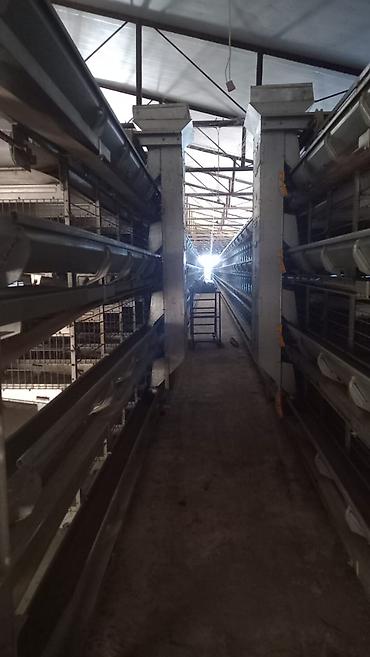 perforator satilir: Salam. Yumurtaliq toyuq avadaliği satilir 1defe istiyade olunub tam — 9