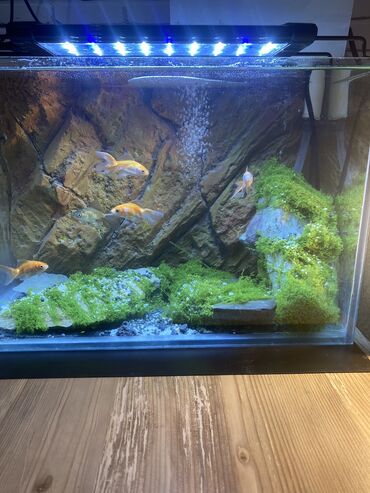 Другие животные: Akvarium və terrarium dekorlarının yığılmasə quraşdırılması, qulluq