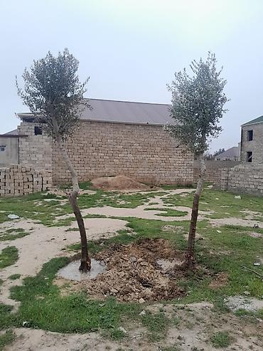malax meyve: Məhsul: Zeytun ağacları (2 ədəd) Təsvir: - Həyətyanı sahə, bağ və ya — 3