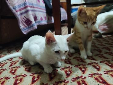 Мышыктар: КОТЁНОК БЕЛЕНЬКИЙ ДЕВОЧКА 2,5 МЕСЯЦА. Котята домашние — 10