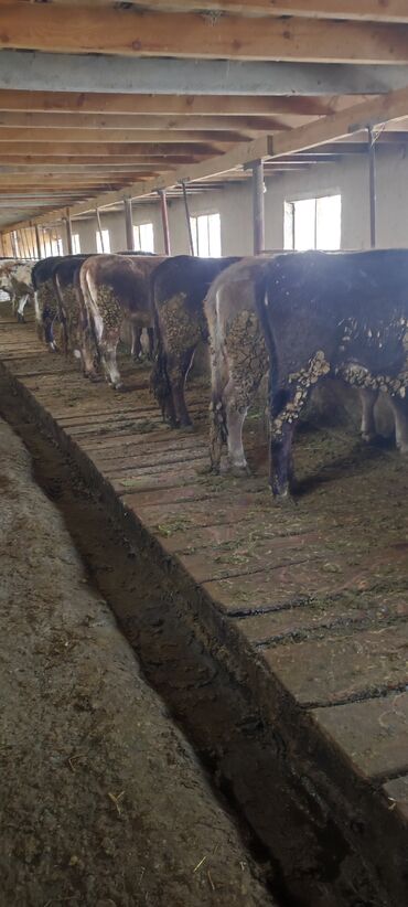 корм токмок: Продаю | Бык (самец) | На откорм
