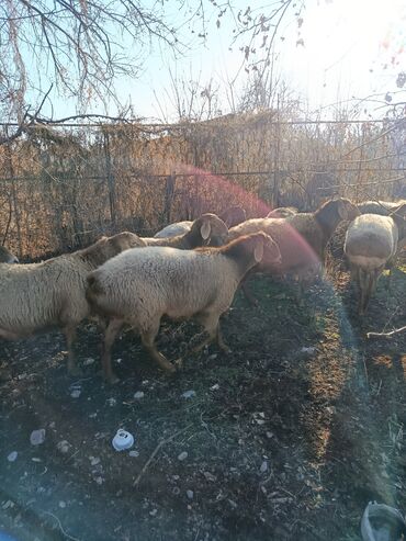 Бараны, овцы: Продаю | Овца (самка) | Для разведения | Матка — 8