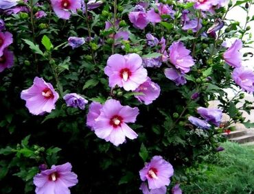 sadnice u Srbija | OSTALA BAŠTENSKA OPREMA: Bastenski hibiskus,idealan za zivu ogradu,cena sadnice 150 din