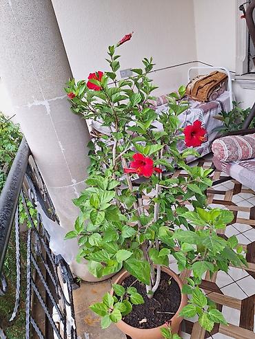 diffenbaxiya bitkisi: Qırmızı hibiskus (Çin qızılgülü) – böyük dibçəkdə, bol tumurcuqlu və — 2