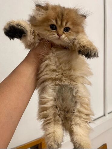 Pişiklər: Şotland yastı qulaq, Erkək, Dişi, Yaxşı əllərə, Ünvandan götürmə, Pulsuz çatdırılma, Ödənişli çatdırılma — 25