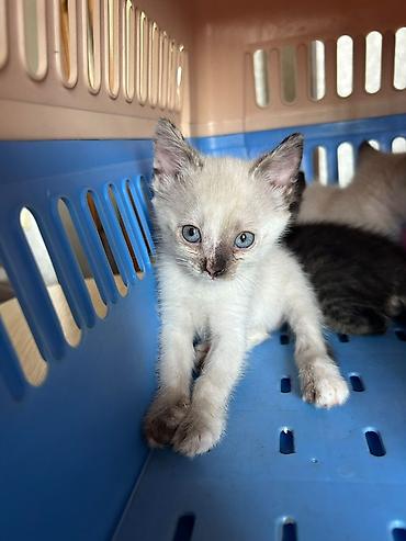 Продажа кошек: Сиамская, 1 месяц, Девочка, Белый, Приучена к лотку — 1