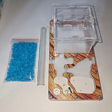 Другие животные: ‼️Колонии Муравьев с Формикариями разныные колоний большой выбор — 5