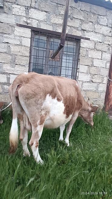 Inəklər, öküzlər: Simental tipli dişi inək - Rəng: açıq-qəhvəyi və ağ ləkəli - Sağım — 4