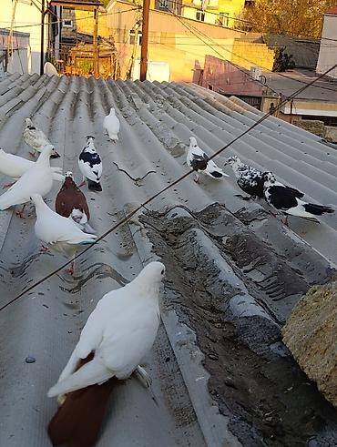 qara toyuq quşu: Salam Aleykum Goyercinlerin coxu tutulmalardi satilir Qiymetler 8 azn — 8