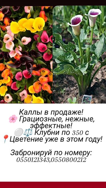 зонтик аренда: 12 сортов в наличии. Бишкек