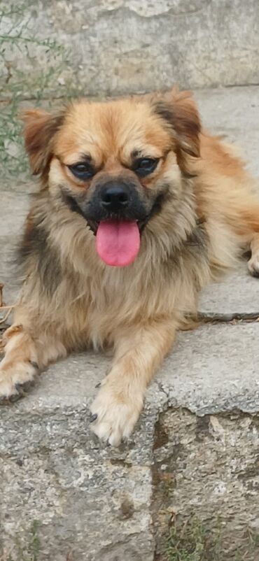 cau cau iti: Pekines, 10 ay, Erkek, Peyvəndli, Ödənişli çatdırılma