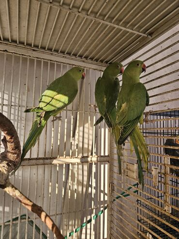 животные в зоомагазине: Зоомагазин 38 попугаев!! Продаются птенцы.Ожереловые попугаи!!! легко