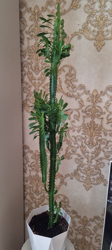 Фикусы: РАСПРОДАЖА ДОМАШНИХ ЦВЕТОВ, СРОЧНО НЕДОРОГО ЦВЕТЫ КОМНАТНЫЕ Продаю — 20