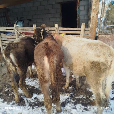 Коровы, быки: Продаю | Тёлка | На откорм | Привязанные — 4
