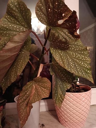 sitili: Bitki: Begoniya maculata (Polka-dot begoniya) Təsvir: - Dekorativ — 2