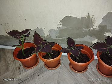 ev bitkisi: Kolyoz (Coleus) dekorativ yarpaqlı otaq bitkisi – qablarda şitillər və — 3