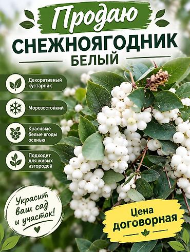 где можно купить осенние поделки: Снежноягодник белый — декоративный кустарник для сада и участка. - — 1