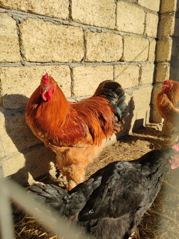 Xoruzlar: Xoruz, Brama, il: <1, Ünvandan götürmə — 2