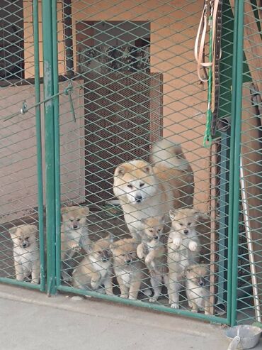 Psi: Stenci Akita Inu (Japanska Akita)ostenjeni 25.08.25. vakcinisani — 3