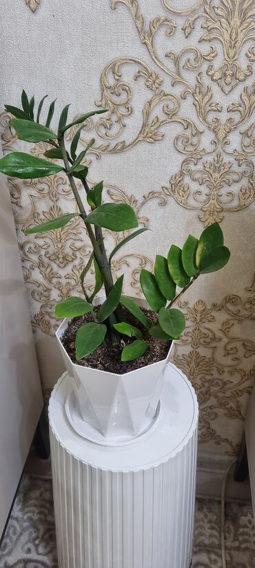 Алоэ: РАСПРОДАЖА ЦВЕТОВ. Продаю цветы ЦВЕТЫ ДЛЯ ОФИСА И ДОМА ВСЕ В ХОРОШИХ — 23