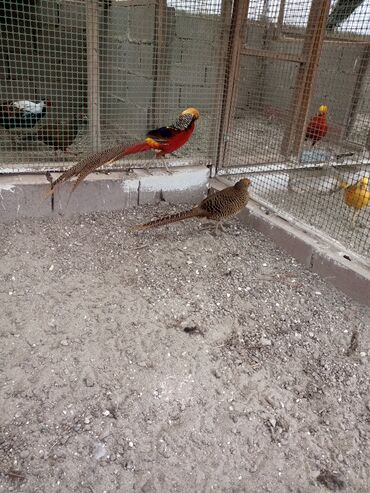 птица голуби: Продаю золотых и лимонных фазанов этого года парами и по отдельности