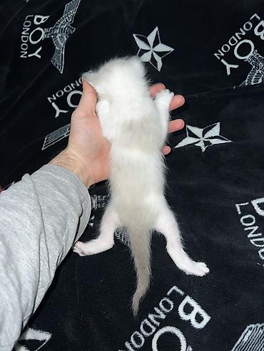 Pişiklər: Siam, Erkək — 7