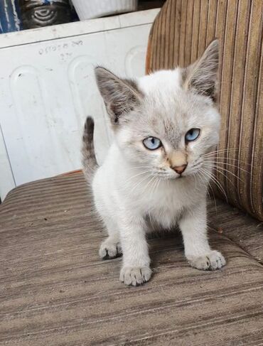 продажа домашних животных: Котёнок 3 месяца, девочка. Добрая, нежная. В дом, где нет маленьких