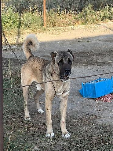 heyvanlara verilən adlar: Kanqal, 3 il, Erkək, Peyvəndli, Rayonlara çatdırılma — 1