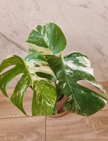 Филодендроны: Сциндапсусы,сансевиерии ва,алоказия,бегония макулата монстера — 19
