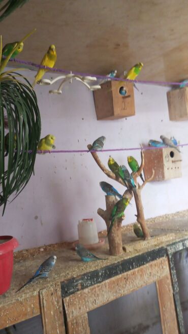 домик для собак: Ünvan Bileceri