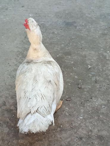 Ördəklər: Heyet balaca olduqdan satram 260 manata 12 dənədi 2 Erkey 10 dişi — 2