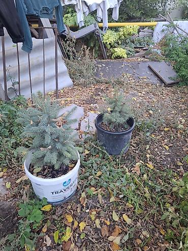елка голубая: Ель голубая (Picea pungens) в контейнере или меняю телефон айфон — 2