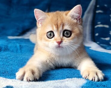 домик для кошки многоуровневый: Скотиш Страйт (Шотландиялык тик кулактуу), 2 айлык, Ургаачы, Алтын шиншилла, Лотокко барууга үйрөтүлгөн, Курттардан тазаланган, Эмделген