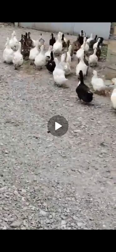 Qazlar: Satılır: ördək sürüsü Məhsulun təsviri: - Çoxsaylı ev ördəkləri (ağ