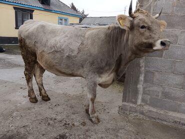 Коровы, быки: Продаю | Корова (самка) | Для молока | После отела — 13