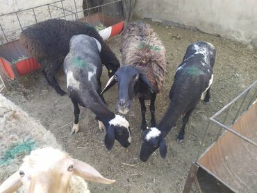 продажа романовских овец: Продаю | Овца (самка), Ягненок, Баран (самец) | На забой