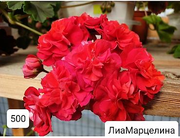 Герани и пеларгонии: Пеларгонии (герани) сортовые — детки в стаканчиках. Доступные сорта — 6