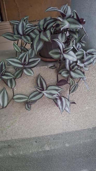 Бөлмө өсүмдүктөрү: Традесканция зебрина (Tradescantia zebrina) — ампельное комнатное — 2