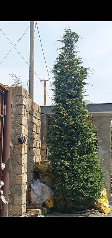 paulownia agaci: Təcili satılır Leylandr ağacı (Sərv) - Sağlam və hündür Həyətyanı — 1