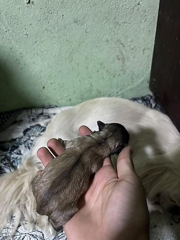 it almaq istəyirəm: Pekines — 3