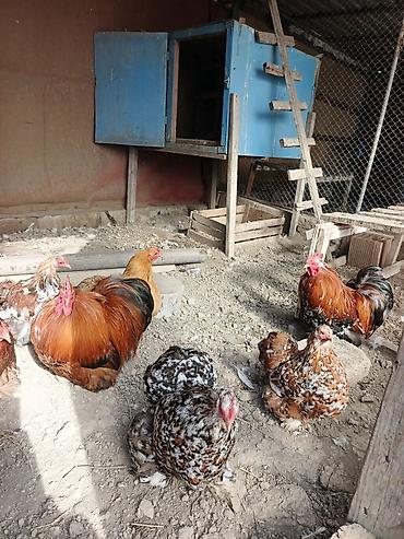 Toyuqlar: Toyuq, Damazlıq, Rayonlara çatdırılma — 2