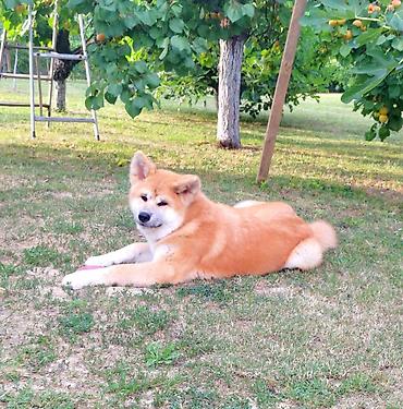 nemački ovčar: AKITA INU – VRHUNSKO FCI LEGLO | KUMA KAI KENNELS Odgajivačnica Kuma — 8
