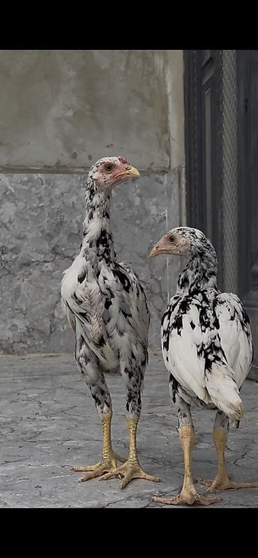 Kənd təsərrüfatı quşları: Toyuq, Damazlıq — 3