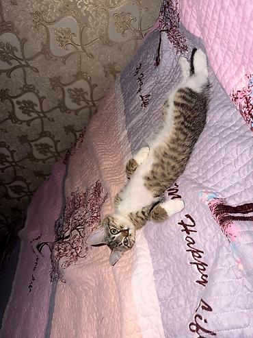 котёнок в добрые руки: 2 месяца, Девочка, Приучена к лотку — 4